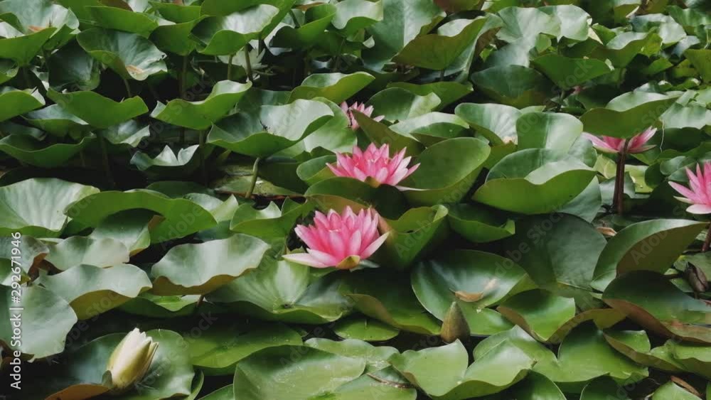 Beautiful pink water lily on a background of green leaves in the sunlight. Beautiful pink water lily on a background of green leaves in the sunlight.