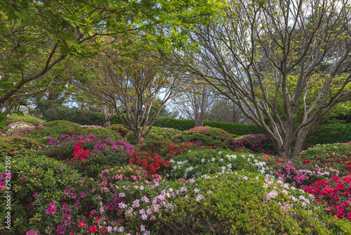 Fototapeta Naklejka Na Ścianę i Meble -  beautiful flowers and trees in the japanese gardens toowoomba , australia