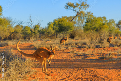 Red kangaroo, Macropus rufus, jumping over red sand of outback central Australia in the wilderness. Australian Marsupial in Northern Territory, Red Centre. Desert landscape at sunset.