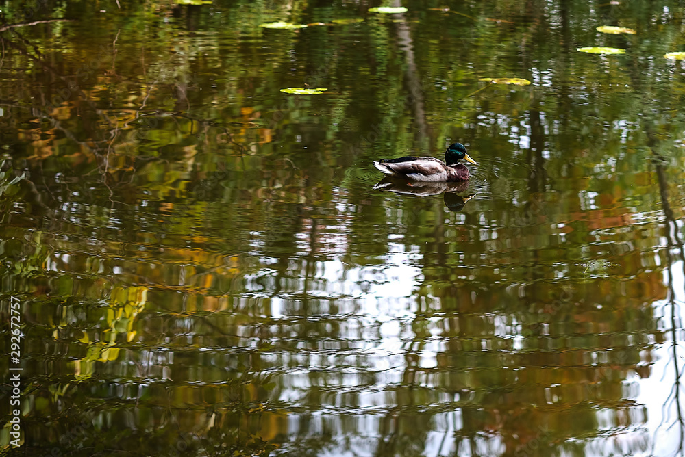 Autumn, pond, duck.