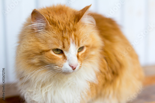 fluffy red cat sitting on a bench with narrowed eyes © Елена Николаева