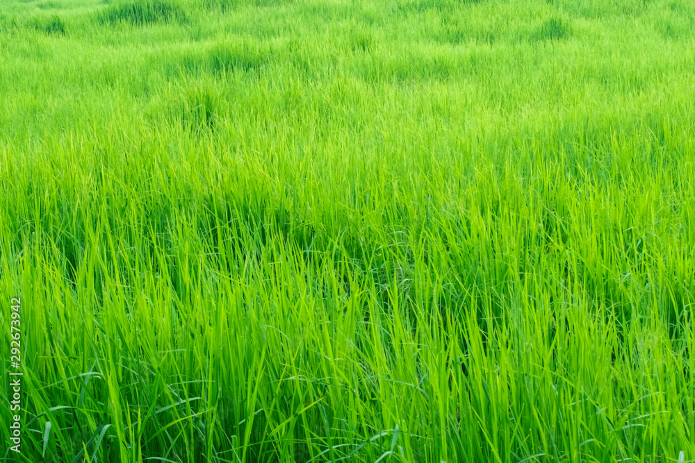 Rice field green grass for background.Rice Field in the Morning.