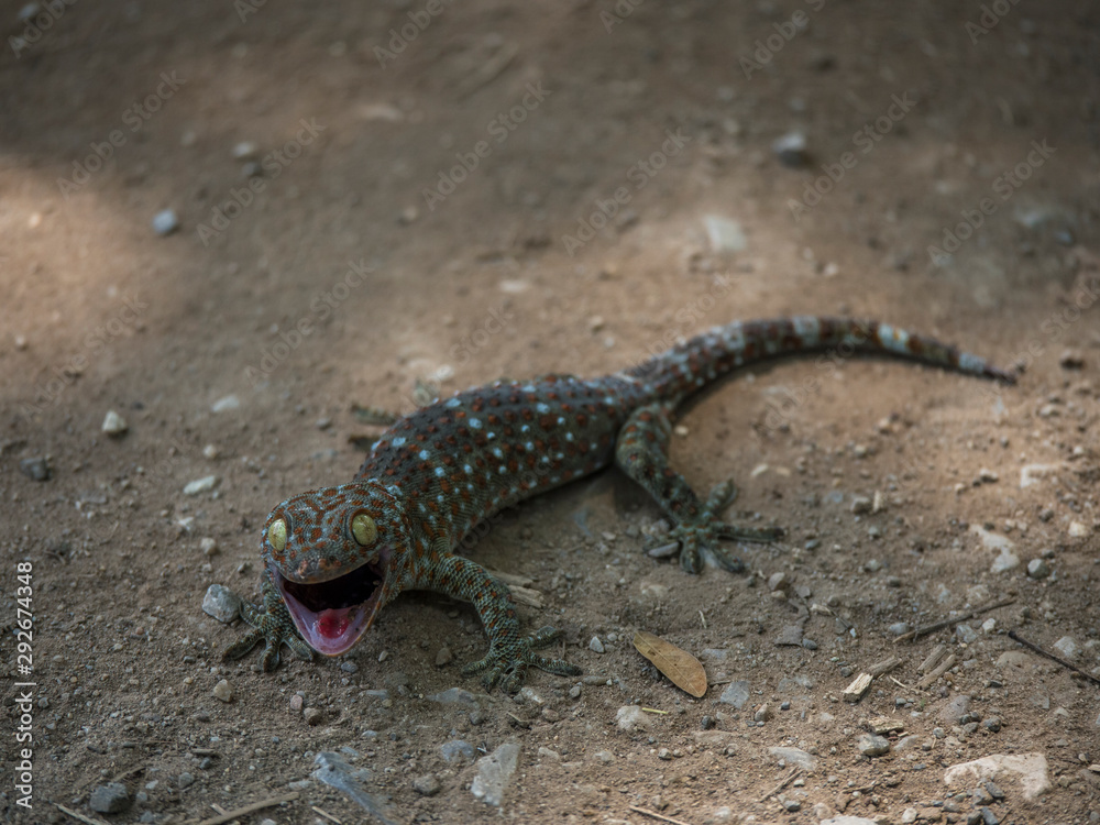 Fototapeta premium A shocked and scared face gecko