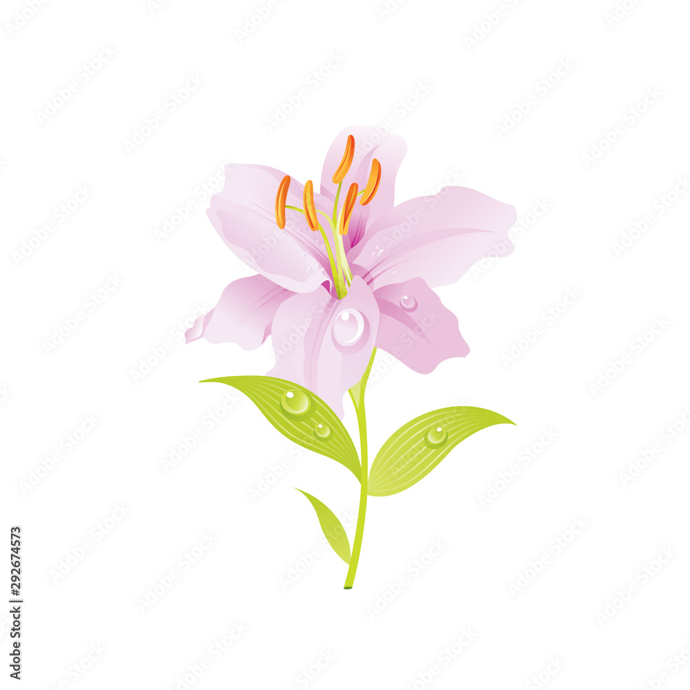 Pink Lily flower, floral icon. Realistic cartoon cute plant blossom, spring, summer garden symbol. Vector illustration for greeting card, t shirt print, decoration design. Isolated on white background