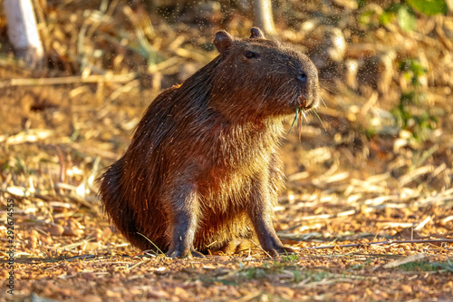Cute capybara sitting on ground in warm sunlight  looking to right  against natural background  San Jose do Rio Claro  Mato Grosso  Brazil
