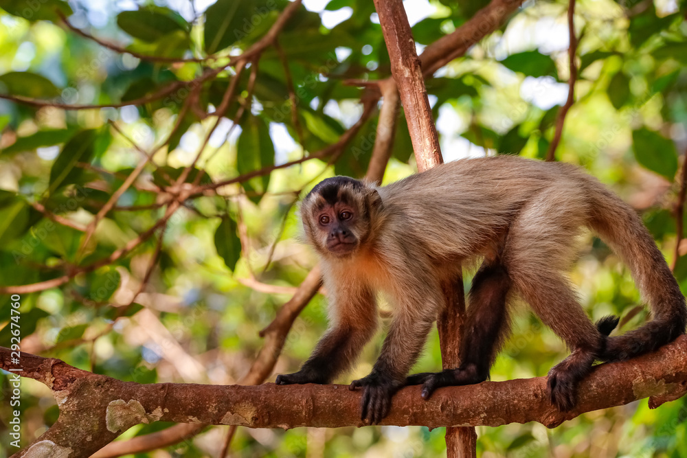 Hooded Capuchin climbing on a branch a, looking to camera, partly in the sun, Lagoa das Araras, Bom Jardim, Mato Grosso, Brazil Hooded Capuchin climbing on a branch a, looking to camera, partly in the sun, Lagoa das Araras, Bom Jardim, Mato Grosso, Brazil