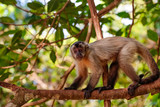 Hooded Capuchin climbing on a branch a, looking to camera, partly in the sun, Lagoa das Araras, Bom Jardim, Mato Grosso, Brazil