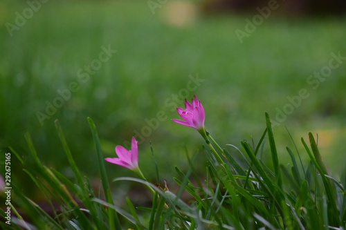 Pink flowers that bloom in the garden when looking fresh and beautiful