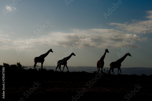 Silhouettes of giraffes in South Africa