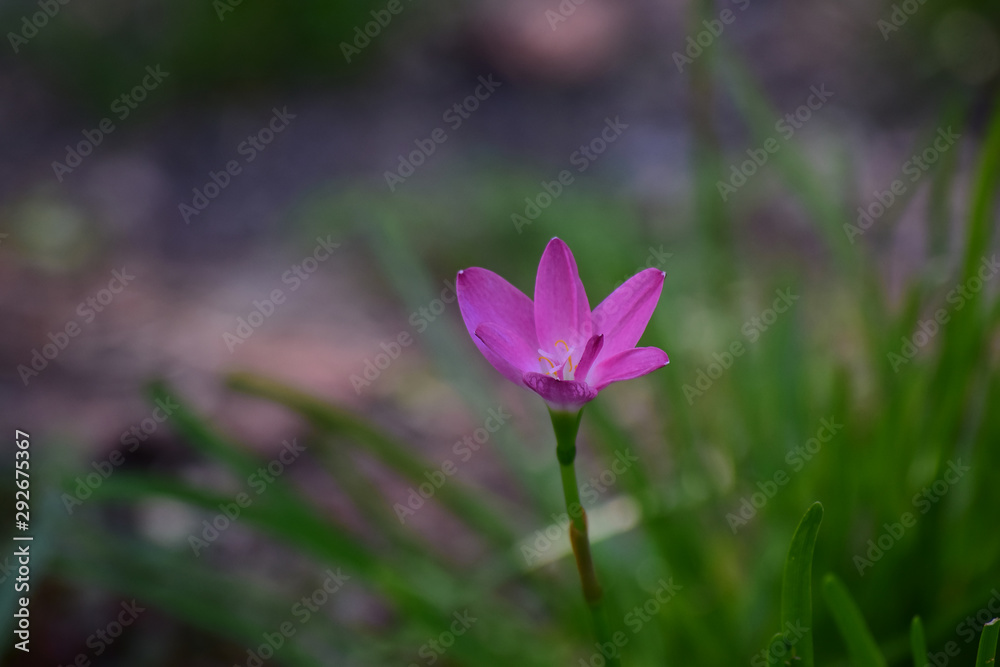 Pink flowers that bloom in the garden when looking fresh and beautiful Pink flowers that bloom in the garden when looking fresh and beautiful