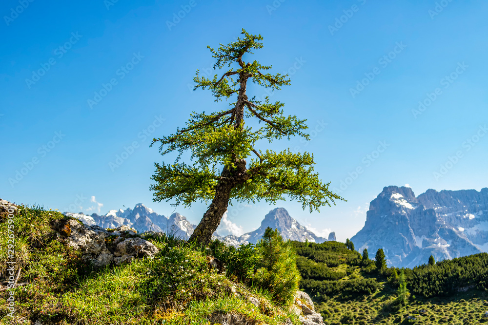 Obraz premium View of the dolomite mountains with tree, Veneto - Italy
