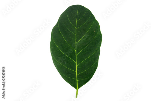 Green leaf and isolate white background.
