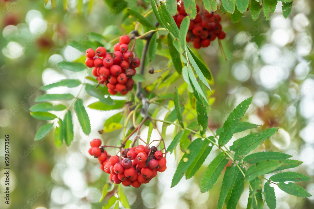 Bright rowan berries on a tree at autumn Bright rowan berries on a tree at autumn