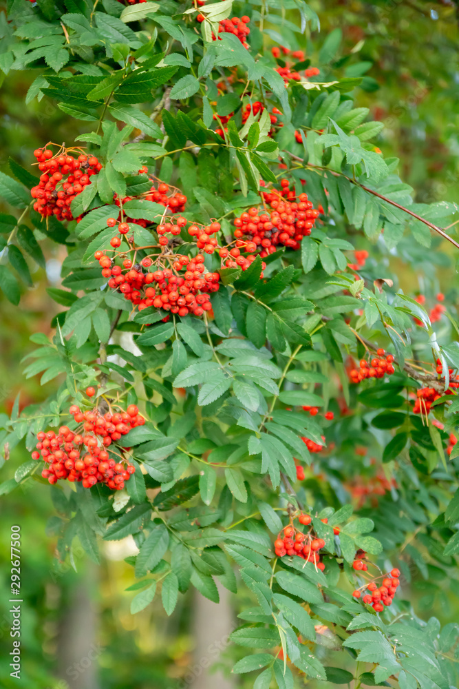 Bright rowan berries on a tree at autumn