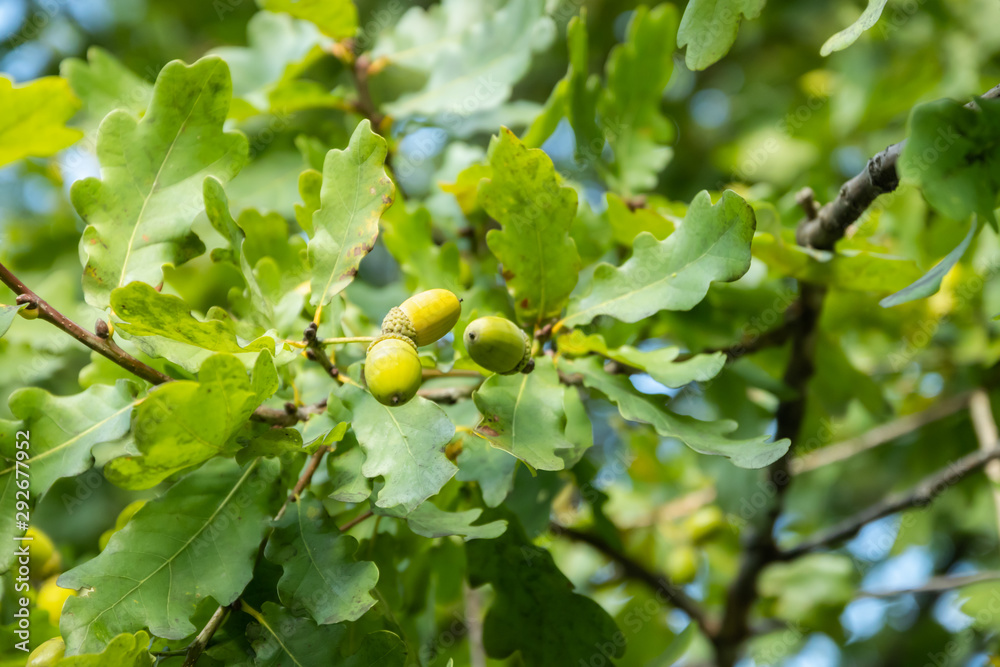 Green oak leaves and acorns at autumn