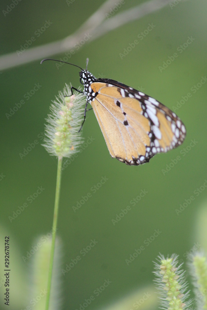 butterfly on leaf butterfly on leaf