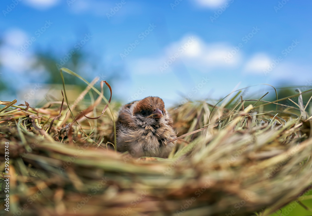 portrait of a small important Sparrow chick sitting in a nest in a summer Sunny garden waiting for parents portrait of a small important Sparrow chick sitting in a nest in a summer Sunny garden waiting for parents