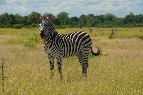 Single Zebra in the yellow grass of African savannah