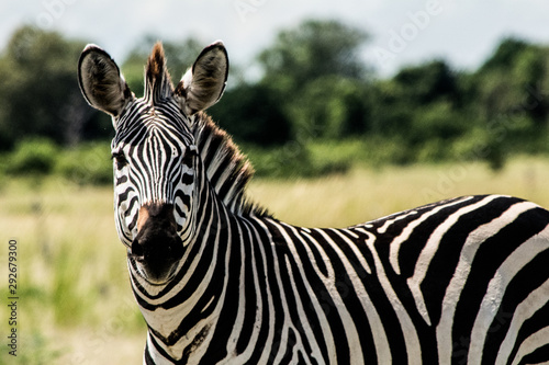 zebra head in close-up  showing details of the stripes. Picture taken wildlife safari in an African National Park.