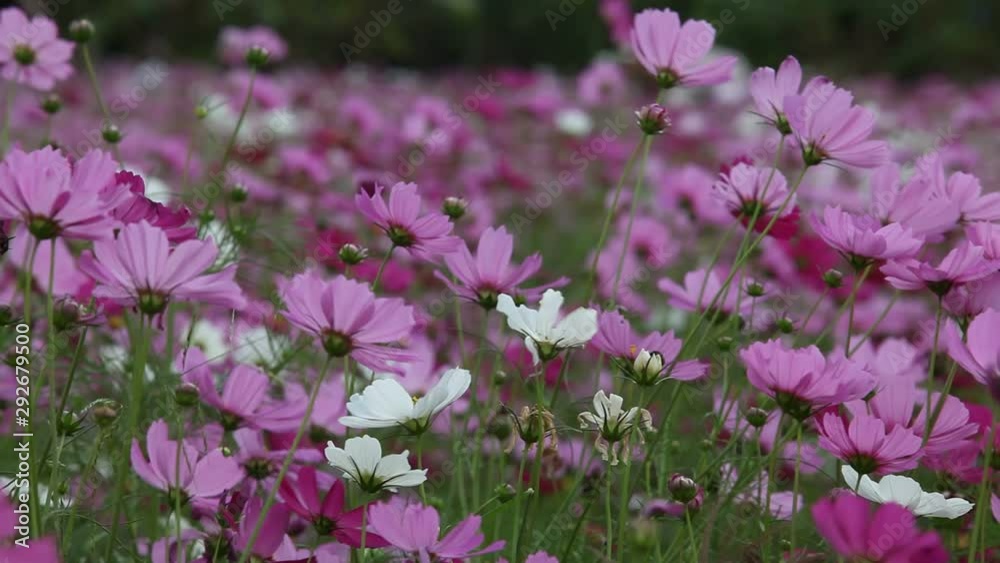 Cosmos field in breeze Cosmos field in breeze