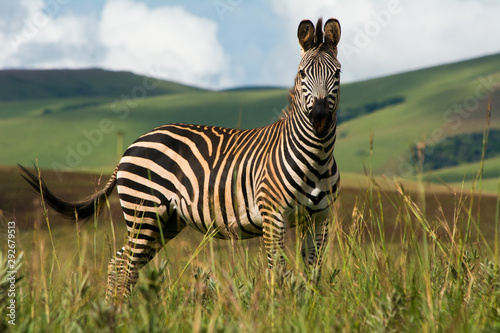 Single zebra standing in Nyika National Park  Malawi. Full length. Nature and green hills in defocused background