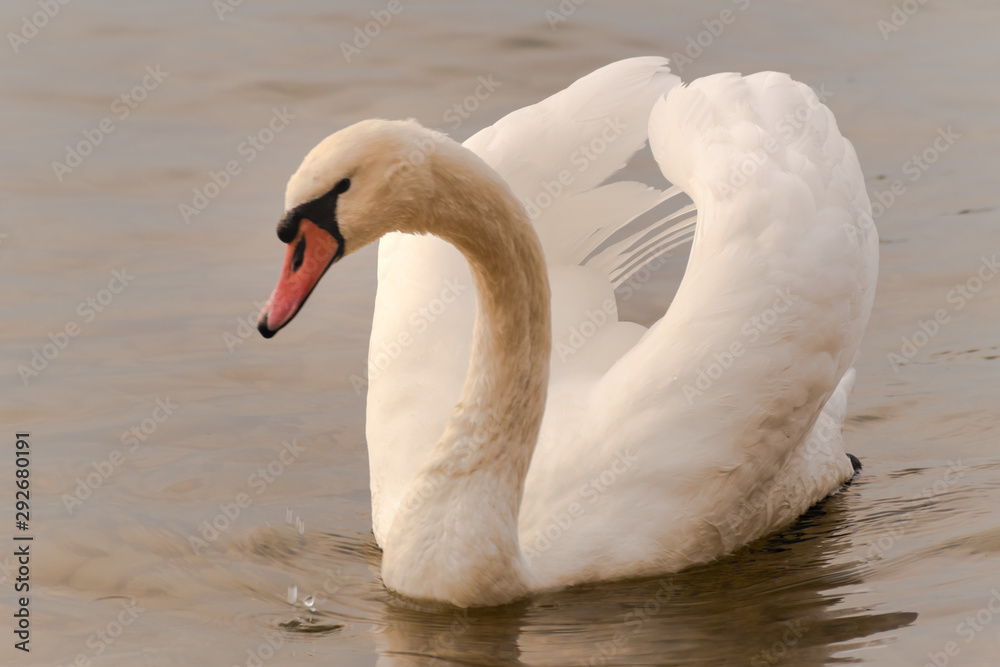 Obraz premium Cisnes en Lago Di Garda, Italia