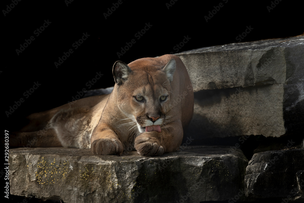 Wild Cougar Puma concolor, native American animal known as puma, mountain  lion, red tiger or catamount. Cougar on rock ledge.Fatal attacks on humans  are rare, but have increased recently. Stock Photo