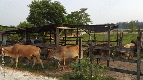 Cow queue to go out the kraal and enjoy the grass at open field at Malay kampung at Malaysia.