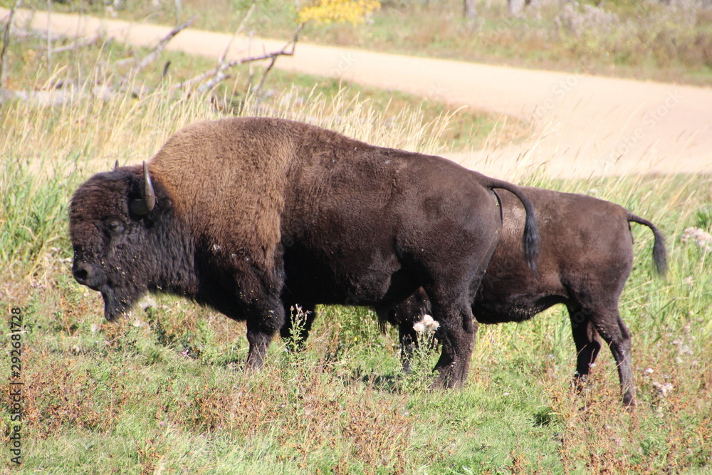 Bison Bull, Elk Island National Park, Alberta Bison Bull, Elk Island National Park, Alberta