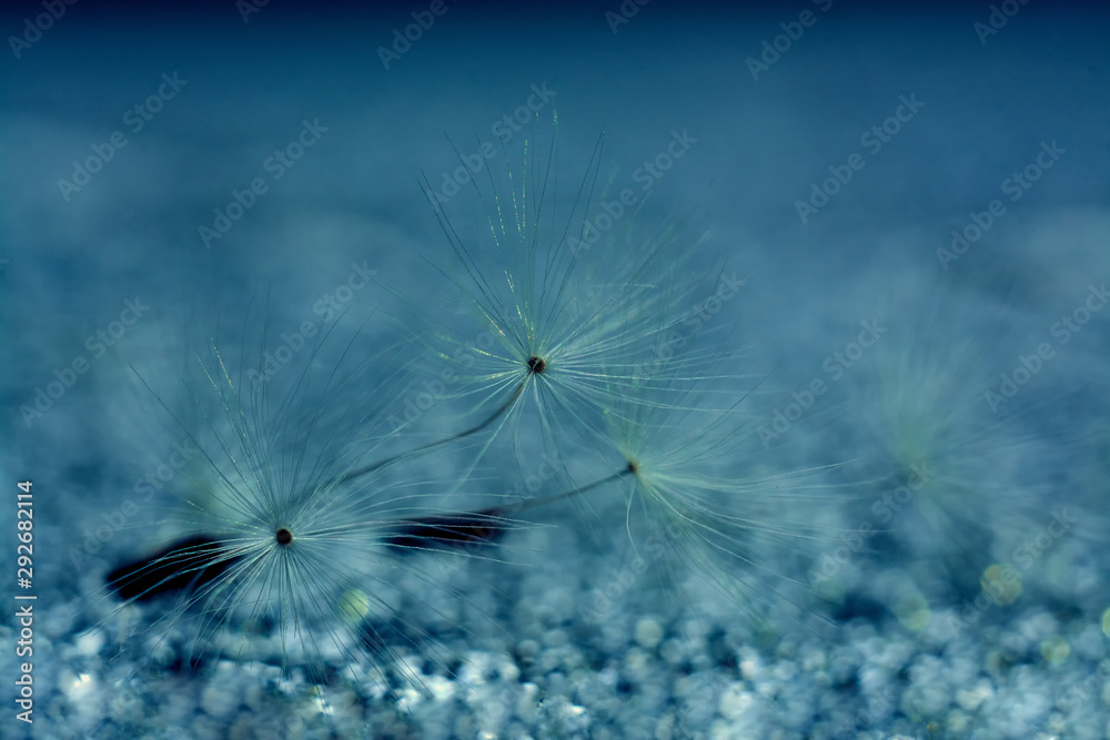Naklejka premium dandelion fluffs on blurry background with bokeh