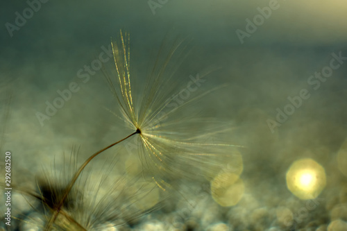 dandelion fluffs on blurry background with bokeh