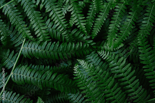Dark green fern branches texture