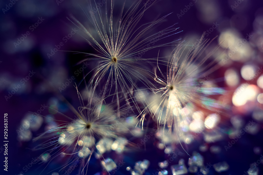 Obraz premium dandelion fluffs on blurry background with bokeh