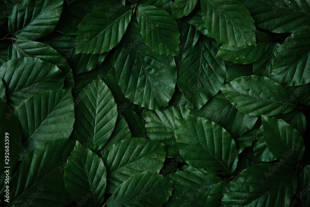 Tree leaves background Tree leaves background
