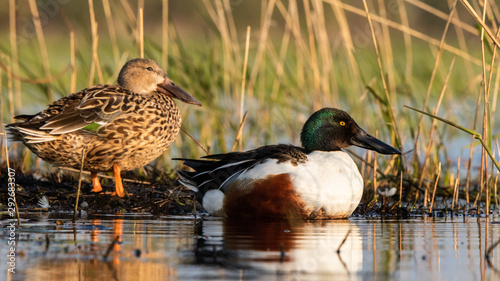 Couple Canard Souchet