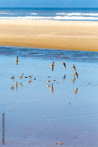 semipalmated sandpiper  Calidris Pusilla  feeding on the Oregon coast