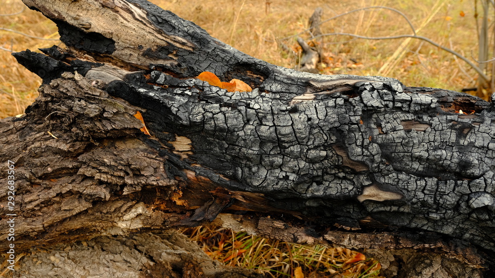Fototapeta premium Trees in the autumn forest