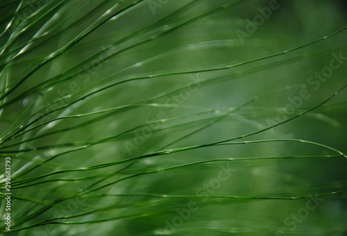 natural horsetail herb background
