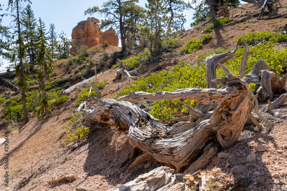 USA Bryce Canyon National Park USA Bryce Canyon National Park