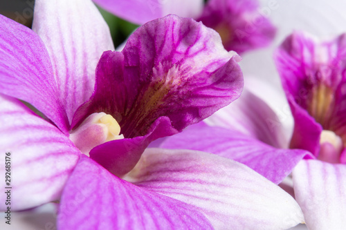 beautifil close up purple orchid