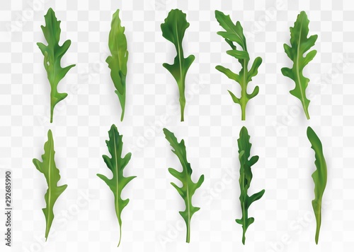 Green leaf arugula isolated on transparent background. Fresh salad or rucola. Collection green leaf arugula. Salad for your menu. 3D vector illustration.