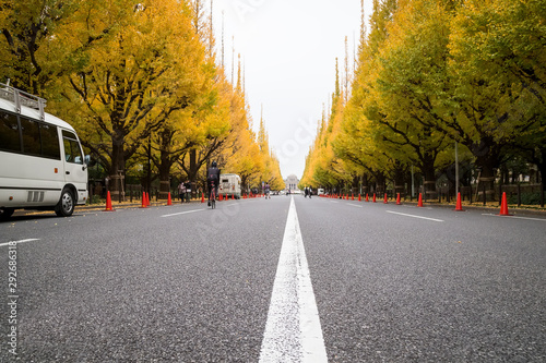 Tokyo yellow ginkgo tree tunnel near Jingu gaien avanue in autumn