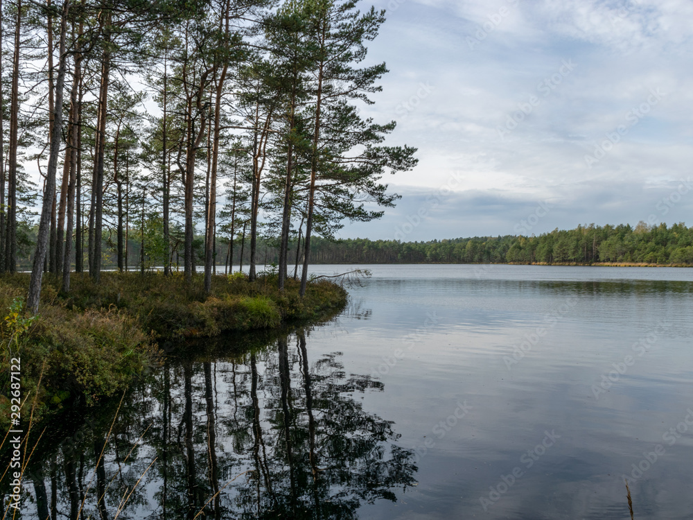 bog landscape, bog lake, reflections, bog pines