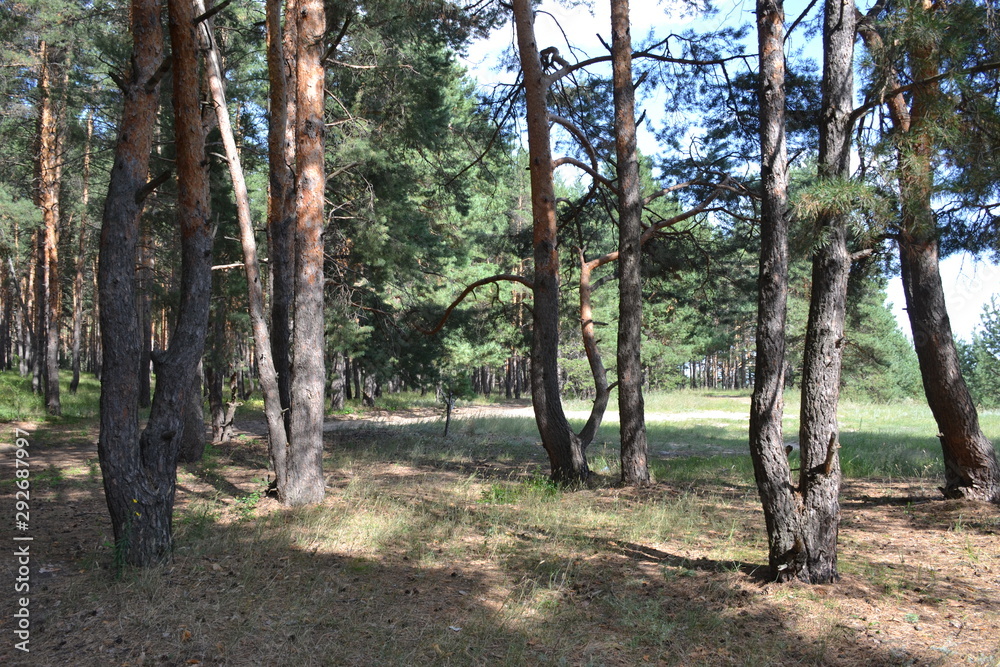 Beautiful summer landscape in the forest Beautiful summer landscape in the forest