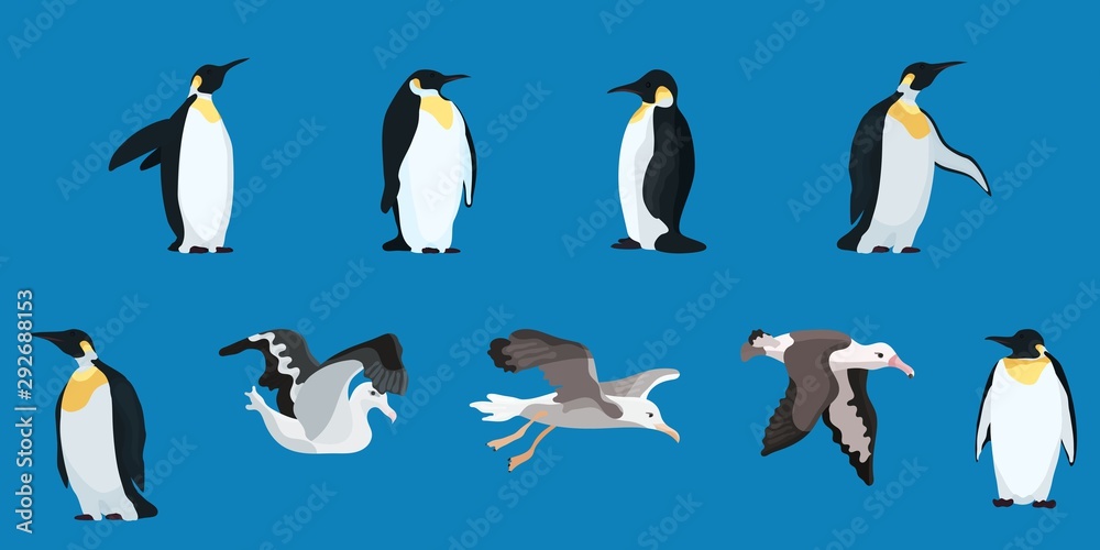 Obraz premium albatrosses and penguins compilation flat style