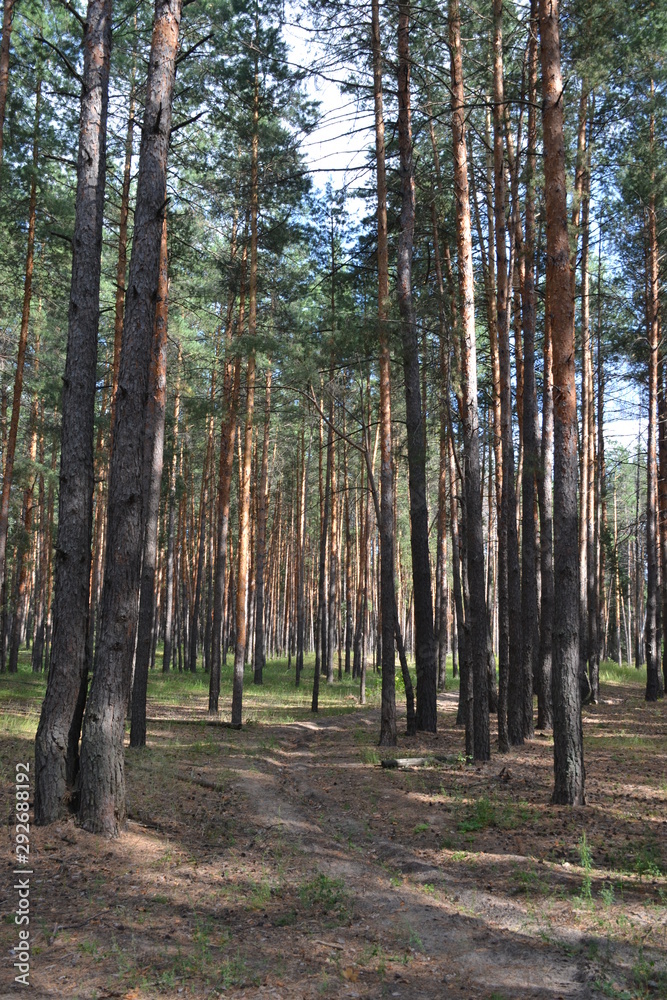 Fototapeta premium Beautiful summer landscape in the forest