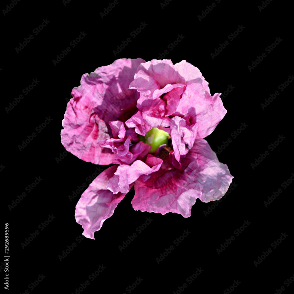 Beautiful purple poppy isolated on a black background Beautiful purple poppy isolated on a black background
