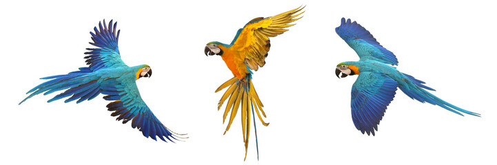 Set of macaw parrot isolated on white background