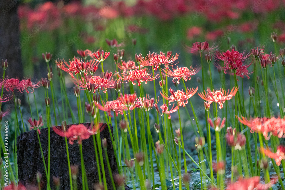 曼珠沙華　村上緑地公園　千葉県八千代市