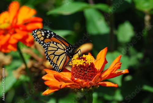 Orenage Butterfly on Orange FLower Climbing photo